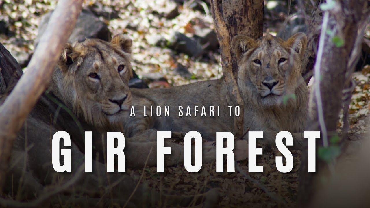 Gir National Park Safari – Your Complete Wildlife Adventure Guide